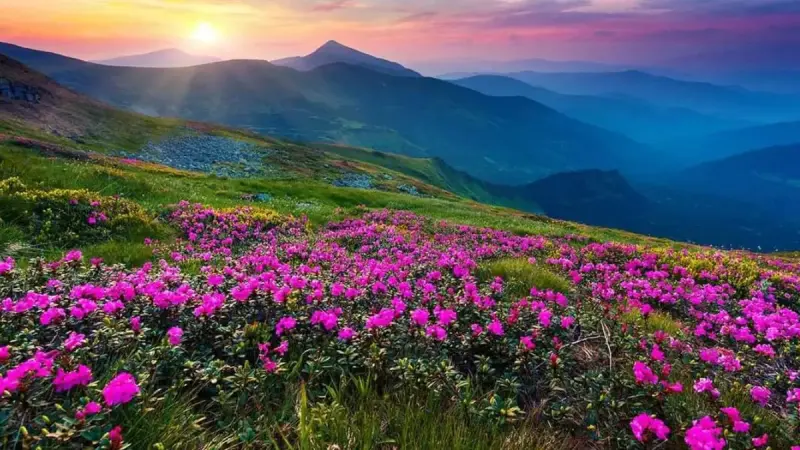 Valley of Flowers - Transport photo