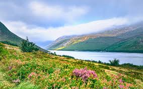 Valley of Flowers - Activities photo