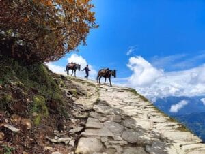 Tungnath & Chandrashila Trek - Photo 2 photo